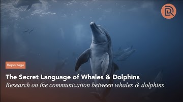 The Secret Language of Whales and Dolphins