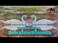 Бесподобная ПЕСНЯ! Владимир Захаров - Лебединая Верность!