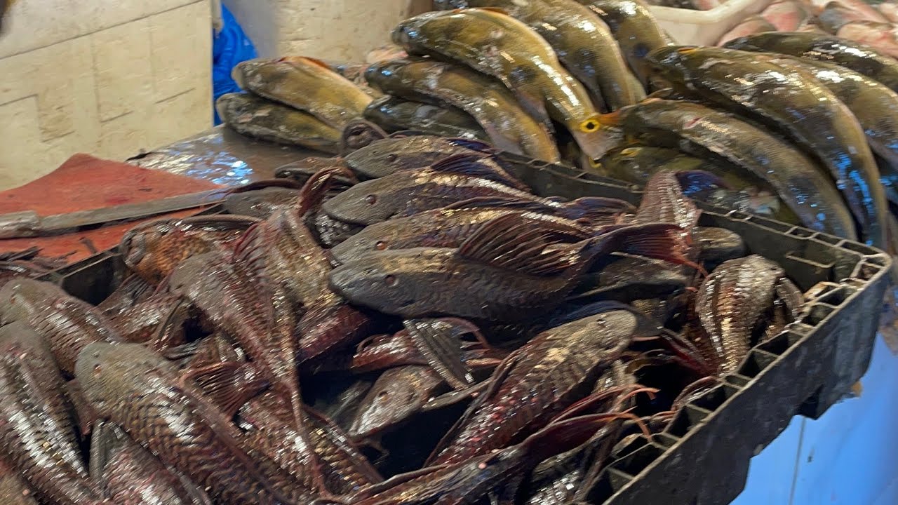 CONFIRA AS FARTURAS E AS DELÍCIAS DA FEIRA DE PEIXES MANAUS MODERNA 