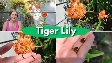 Tiger Lily - Anthers and Bulbils; Everything you need to know to grow this Asian favorite!