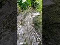 i'll be right here waiting for you at Harasan River,Indang Cavite