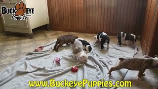 Beautiful Olde English Bulldogge Puppies