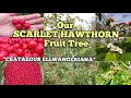 Growing a medicinal scarlet hawthorne  crataegus ellwangeriana tree in france