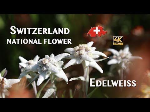 Switzerland&rsquo;s National Flower. Edelweiss