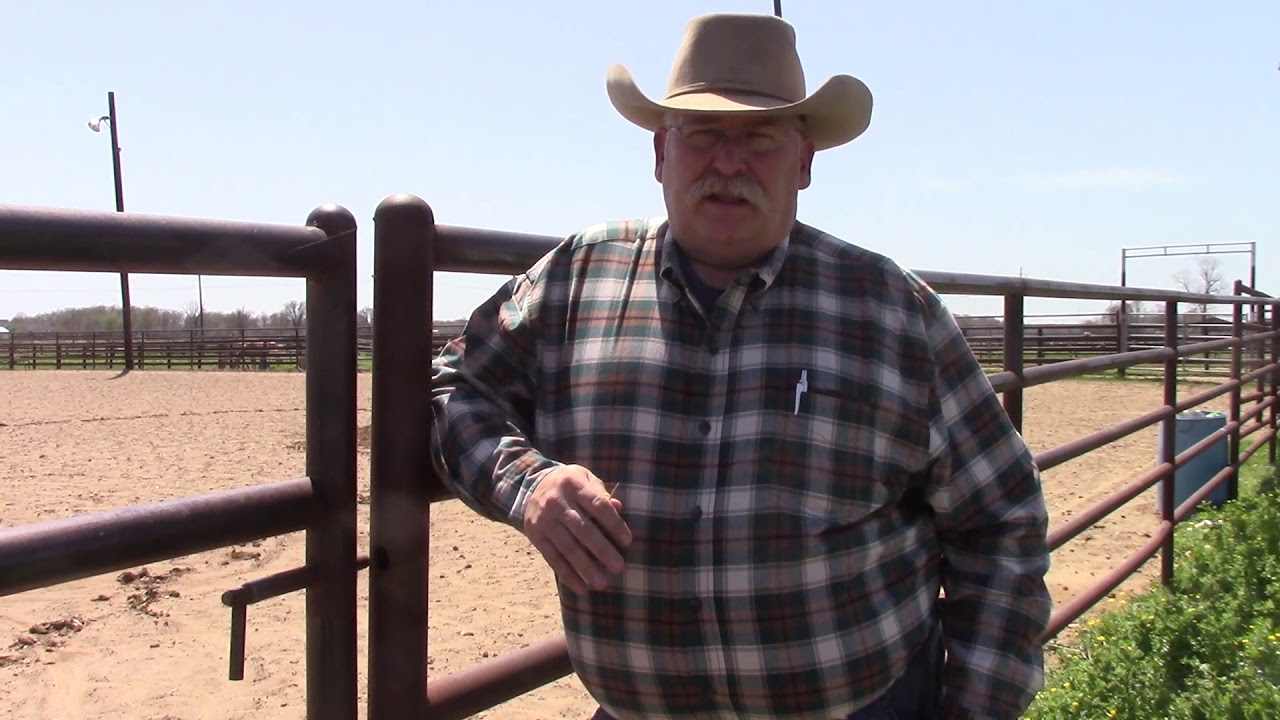 Murray State Rodeo Murray State Rodeo Team: JD Van Hooser - YouTube