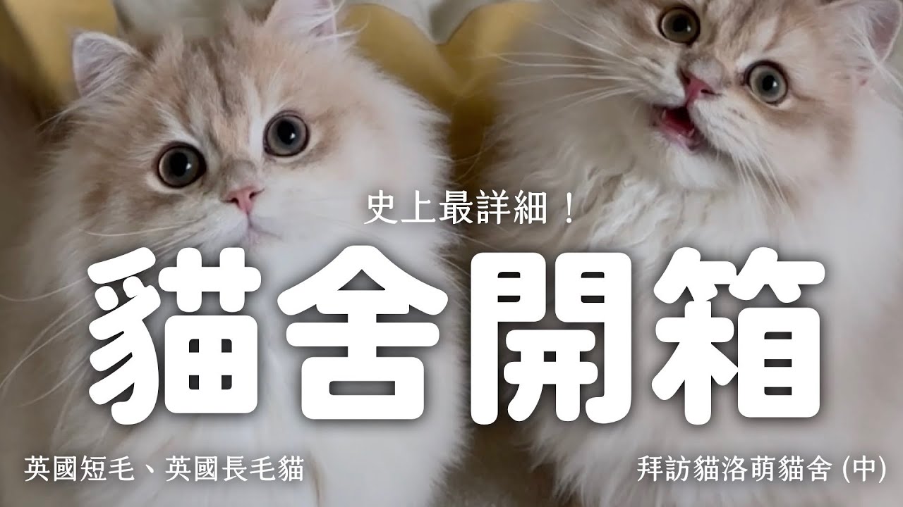 這集小貓可愛到發瘋，育養小貓過程感動上萬人！史上最詳細！帶你開箱英國短毛貓貓舍：拜訪貓洛萌貓舍（中集）EP154
