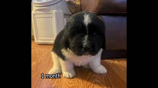 Rainshadow Captain Nemo the Newfoundland's growth from 1 month to 8 months by Ferretocious 1,134 views 3 months ago 33 seconds