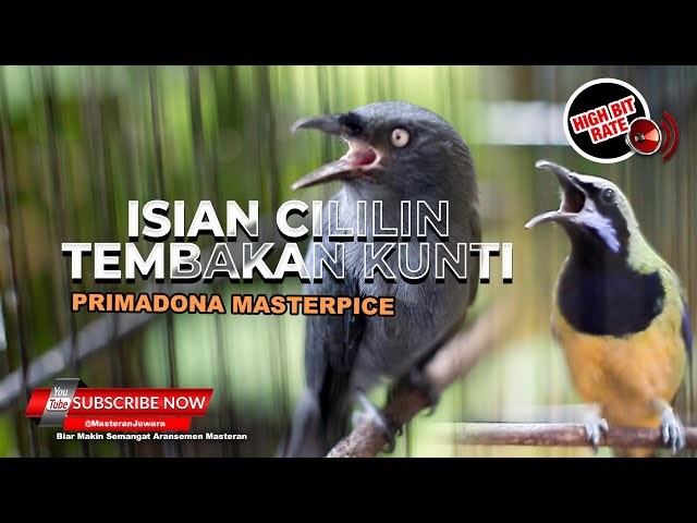🔴Masteran Srigunting Abu Abu Isian Cililin vs Cucak Cungkok Gacor Isian Kunti class=