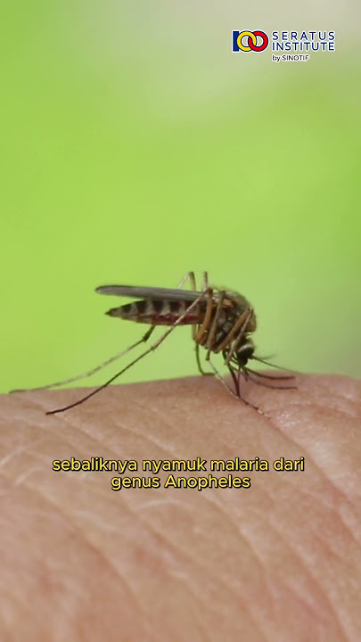 Perbedaan Nyamuk DBD dan Nyamuk Malaria #Nyamuk #NyamukDBD #Malaria #mitos #fakta #viral #shorts