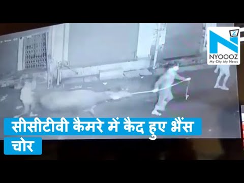 Hathras: भैंस चोर Gang सक्रिय, चोरी की वारदात CCTV में कैद