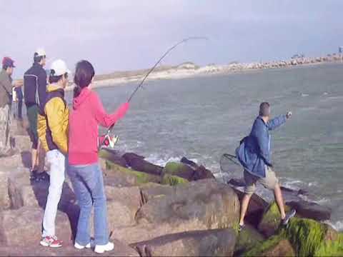 Bull red at Port Manfield Tx.