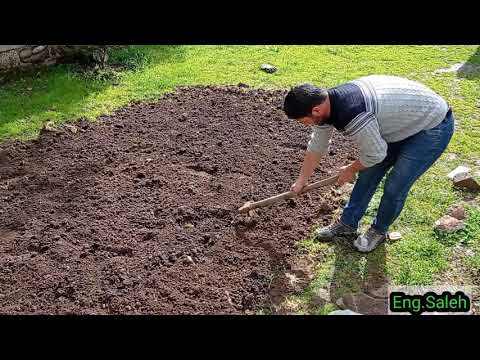 فيديو: كيف تزرع ملوخية الصحراء؟