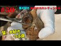 【ツブ貝のむき方】意外と知らない殻を割らずにむく方法！