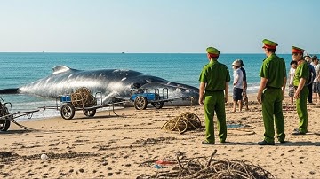 Cá Ông Trôi Dạt Vào Bờ Biển Đà Nẵng Trong Trận Lũ Lịch Sử - Điềm Báo Gì Sắp Xảy Ra Với Miền Trung...