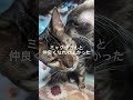 シャム猫ベンガル猫#shorts #funny #cat#kitten #cat#猫#ミャク子#ガッツくん