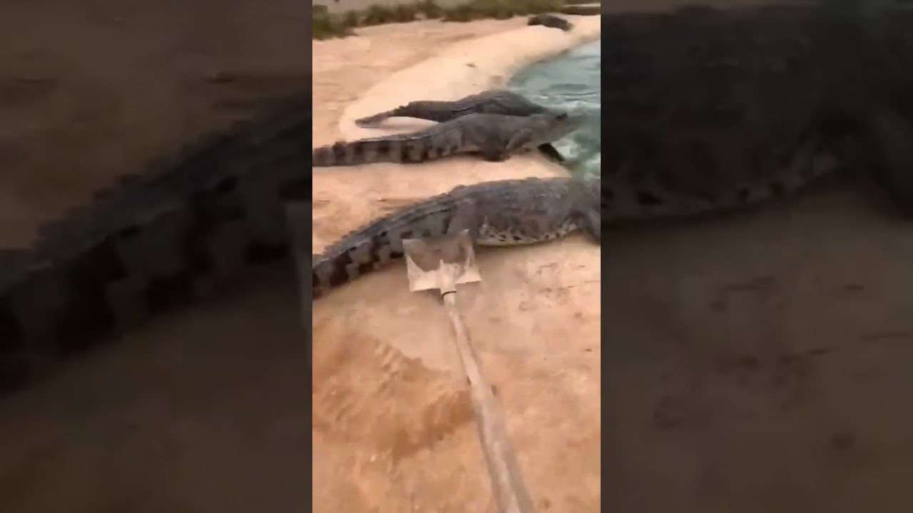 A man chases gators with a shovel