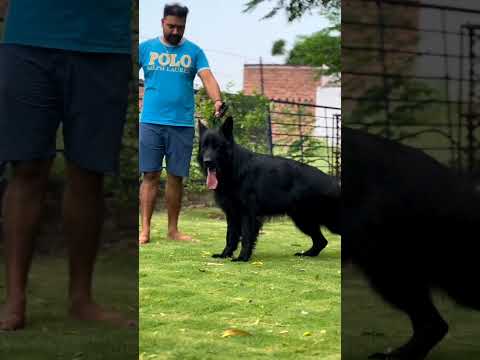 أجمل ذكر رويال بلاك ممكن تشوفه عينك