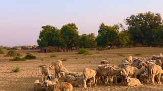 Cholistan Desert Pakistan Last Village on India Pakistan Border line