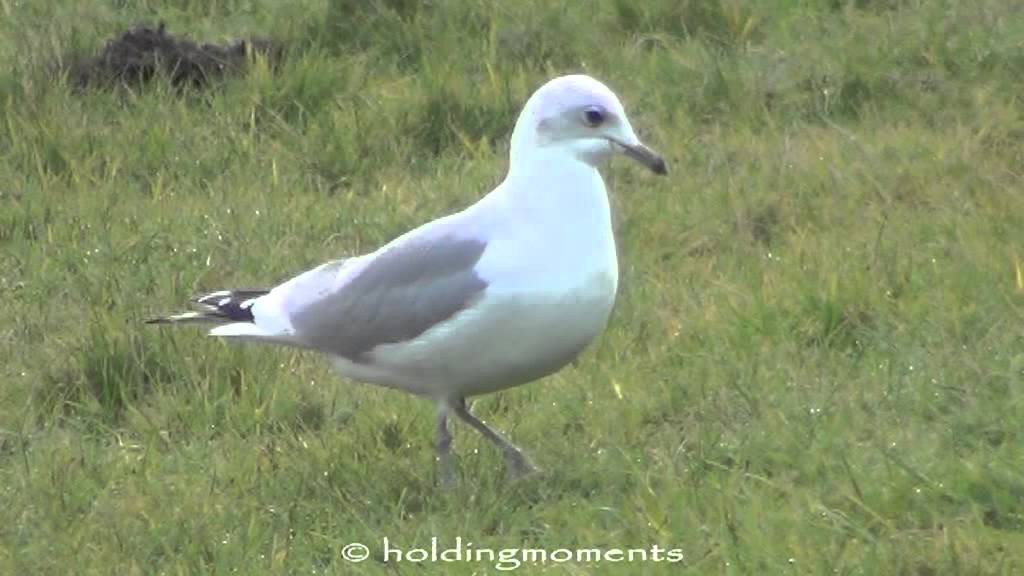 Foot stomping Common Gull 