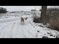 Rough collie puppy with Father on a winter walk 😍