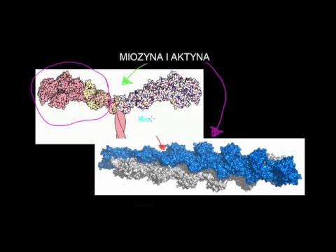 Wideo: Jak interakcja między miozyną a aktyną?