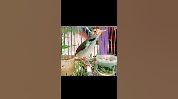 prenjak lumut gacor#prenjaklumutgacor #prenjakmerah #prenjakgunung #shorts