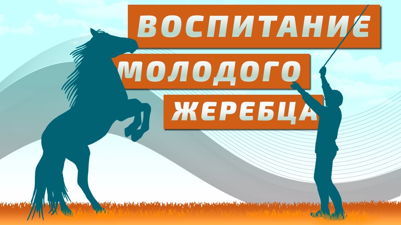 Терские лошади. Трехлетний терец на развязках. Воспитываем молодого жеребца