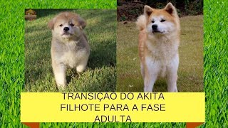 TRANSIÇÃO DO FILHOTE DE AKITA INU PARA FASE ADULTA | CANIL HIDETAKA'S