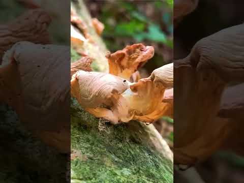 Вешенка лёгочная Pleurotus pulmonarius short #shorts