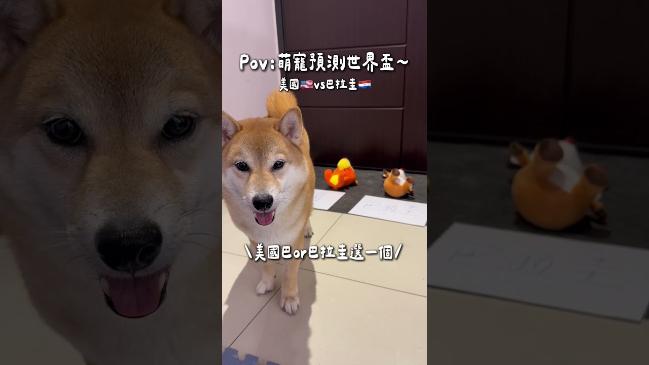 萌寵預測世界盃⚽️原本只是隨便拍一下,沒想到我家Q比真的猜中了!明日美國🇺🇸vs巴拉圭🇵🇾,會有劇本嗎😆⋯ ,,#世界盃 #2026fifaworldcup #美國 縮圖