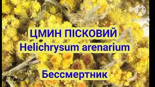 Цмин пісковий. Бессмертник. Helichrysum arenarium