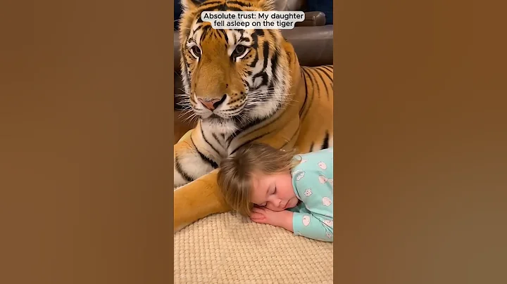 Video 11873601: bengal tiger, rescue bengal, tiny bengal