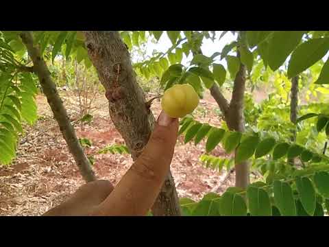 Vídeo: Tempo de colheita de groselha - Aprenda a colher groselhas no jardim