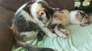 Cats & kittens are 880 & 789 & 715 & 632 & 531 & 514 & 466 & 390 & 275 & 237 & 137 &297 &231 &129&95