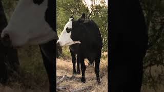Black Eyed Texas Cow With Drooling Problem by Betty Saenz 107 views 2 years ago 1 minute, 7 seconds