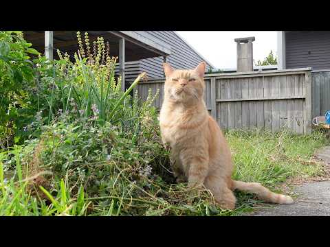 Vlog 9: The daily life of countryside cats