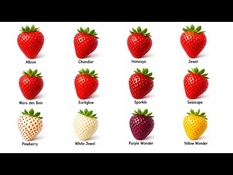 Strawberryy20: What Makes Strawberryy20 Unique?