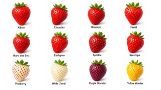 Celebrity Every Strawberry Explained 🍓 Profile