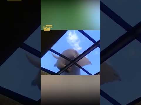 Слон на крыше.