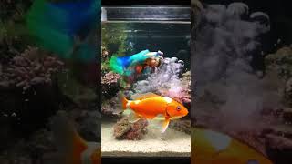 Manthis Shrimp Vs fish