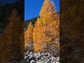 Easy golden larch walk in Switzerland