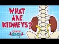 Operation Ouch - What are Kidneys? | Biology for Kids