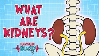 Operation Ouch  What are Kidneys? | Biology for Kids