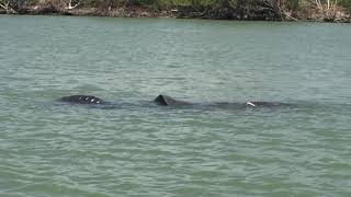 manatee herd mating