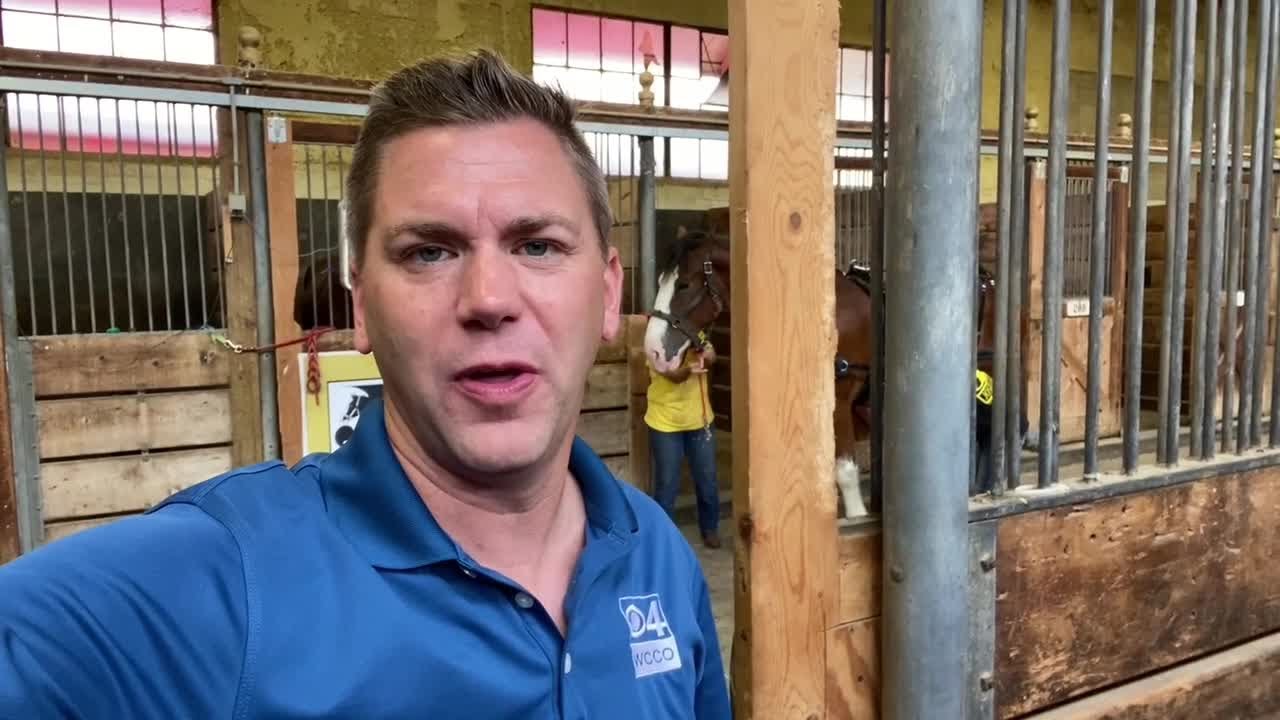 Previewing the Clydesdales at the MN State Fair YouTube