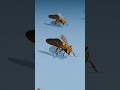 Ants Pulling Crocodile vs Honeybee Pulling Crocodile