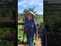 rotina aqui da Horta, começando a recuperar dos estragos. #vidanaroça #roça #agro