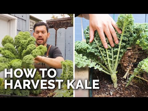 How to Harvest Kale (+ Kale Chips Recipe)