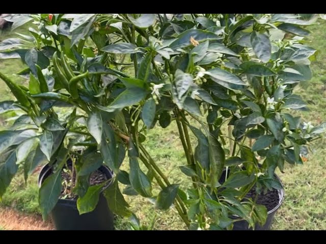 Balloon Vine Seeds Give Away Buddakakara Mudhukan Plant Growing Uses Usa Telugu Vlogs Youtube Balloon Vine Seeds Give Away Buddakakara Mudhukan Plant Growing Uses Usa Telugu Vlogs Youtube