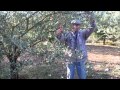 Milhaud : taille de l'olivier, cours de mars 2012
